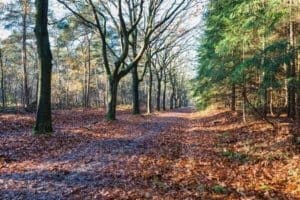 Herbstlaub